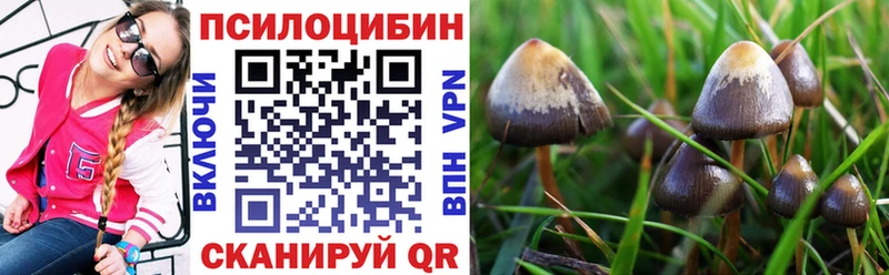 цена   Богданович  Галлюциногенные грибы Cubensis 